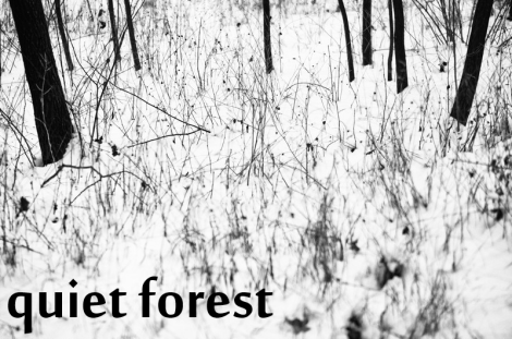 quiet forest